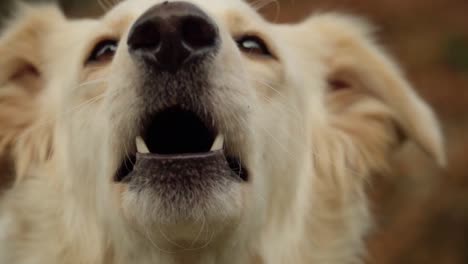 Primer-Plano-De-Perro-Dorado-Ladrando---Cámara-Lenta