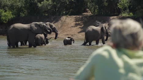 over the shoulder of tourists on a boat safari looking at a herd of elephants crossing the zambezi river