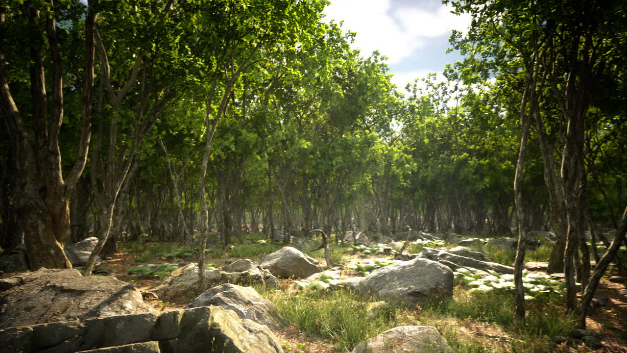 안개 가 가득 한 숲 에 있는 나무 의 뿌리