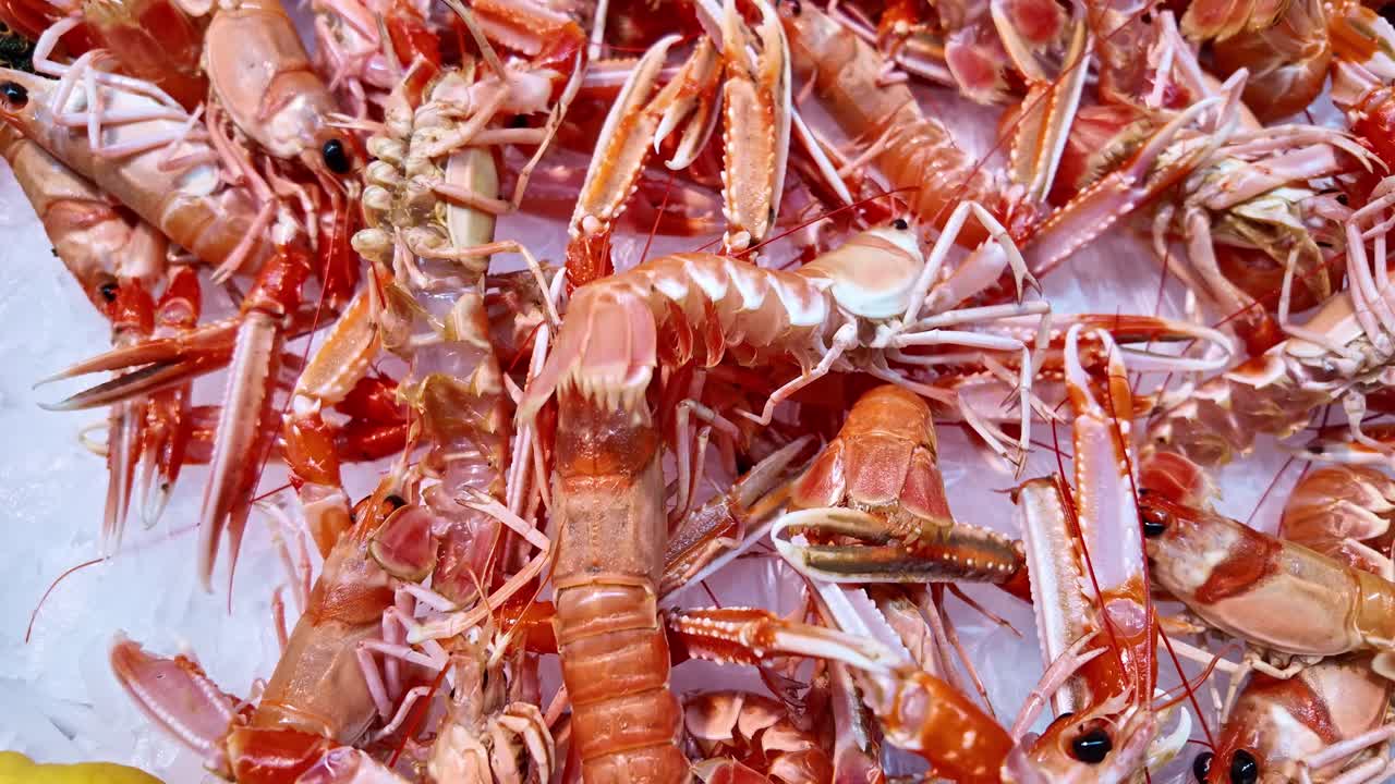 Close-up moving over langoustines displayed on ice at a seafood counter, with one crustacean showing slight leg movement