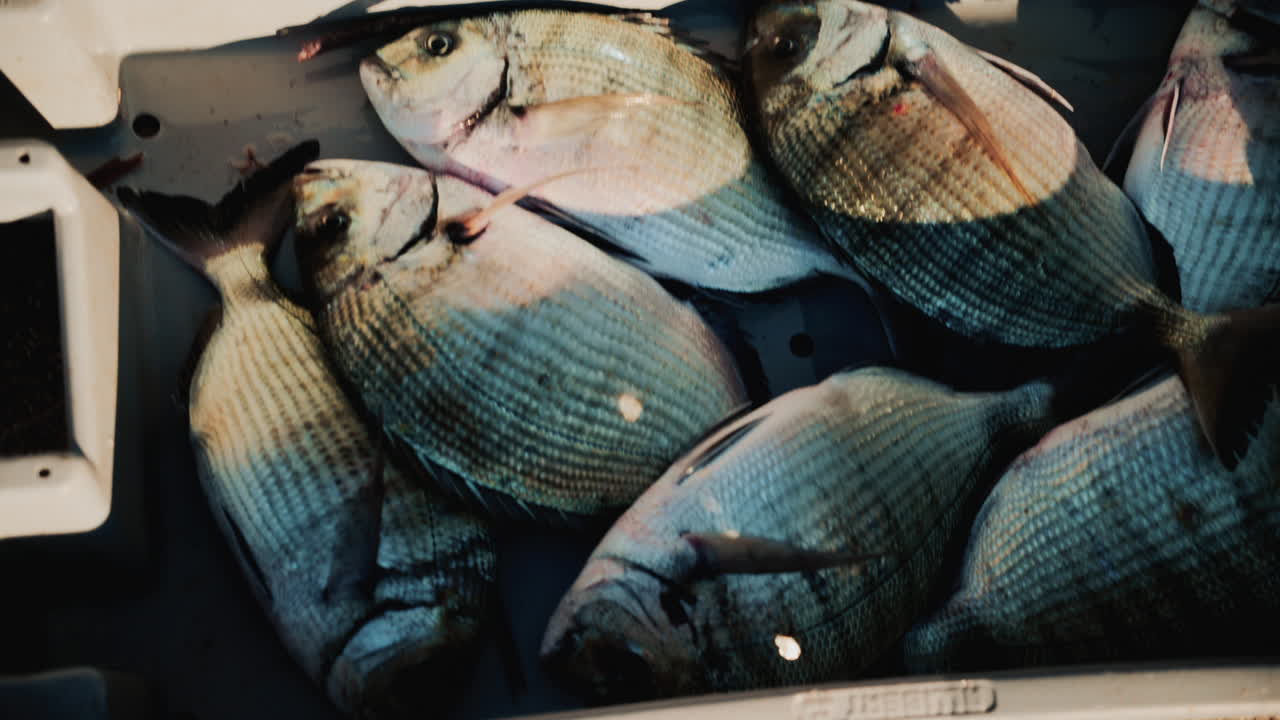 Freshly caught fish displayed in colorful plastic crates at a local market