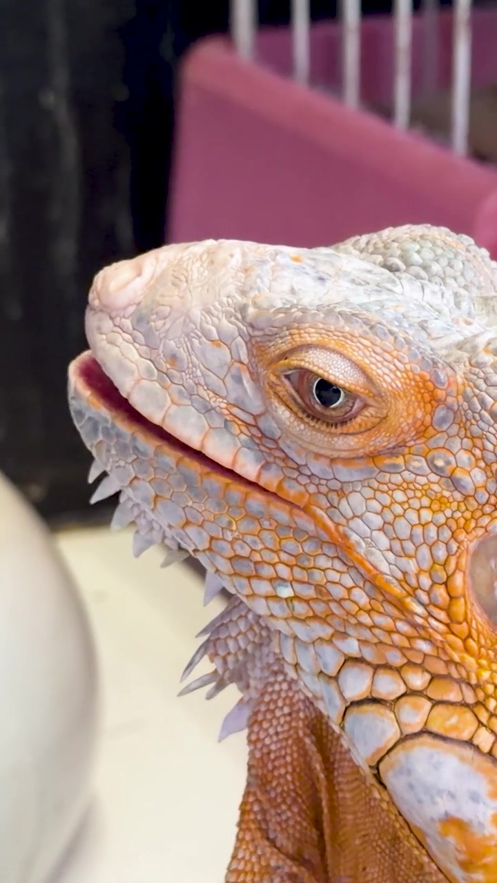 Ritratto ravvicinato di un'iguana arancione e bianca che sbatte le palpebre