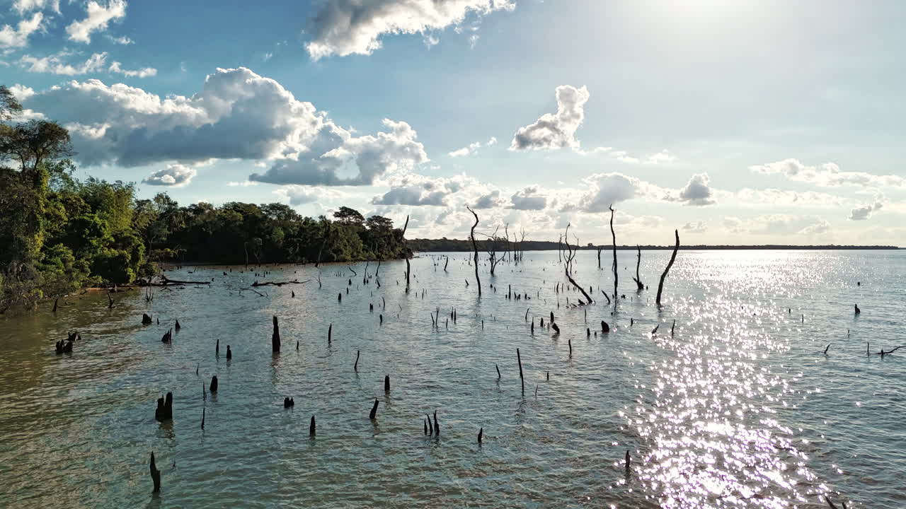 un hipnótico hiperlapso que muestra troncos sumergidos en el río paraná bajo el radiante sol