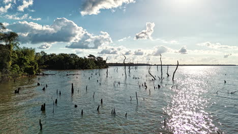 Un-Hiperlapso-Fascinante-Que-Muestra-Troncos-Sumergidos-En-El-Río-Paraná-Bajo-El-Sol-Radiante.