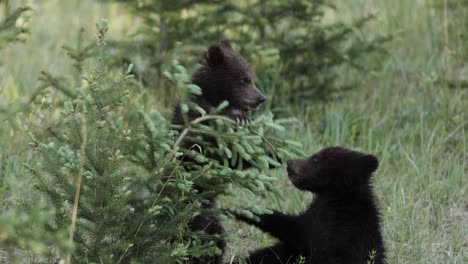 dos cachorros de oso pardo vagan por un campo cubierto de hierba, olfateando y de vez en cuando deteniéndose para pastar