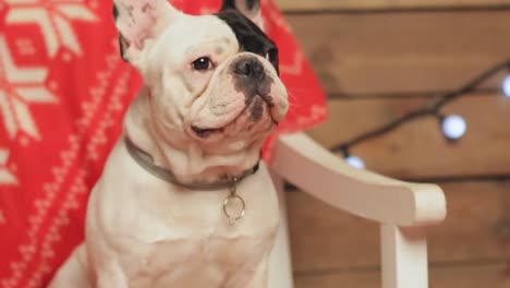 french bulldog siting on a chair, dog sitting on the chair