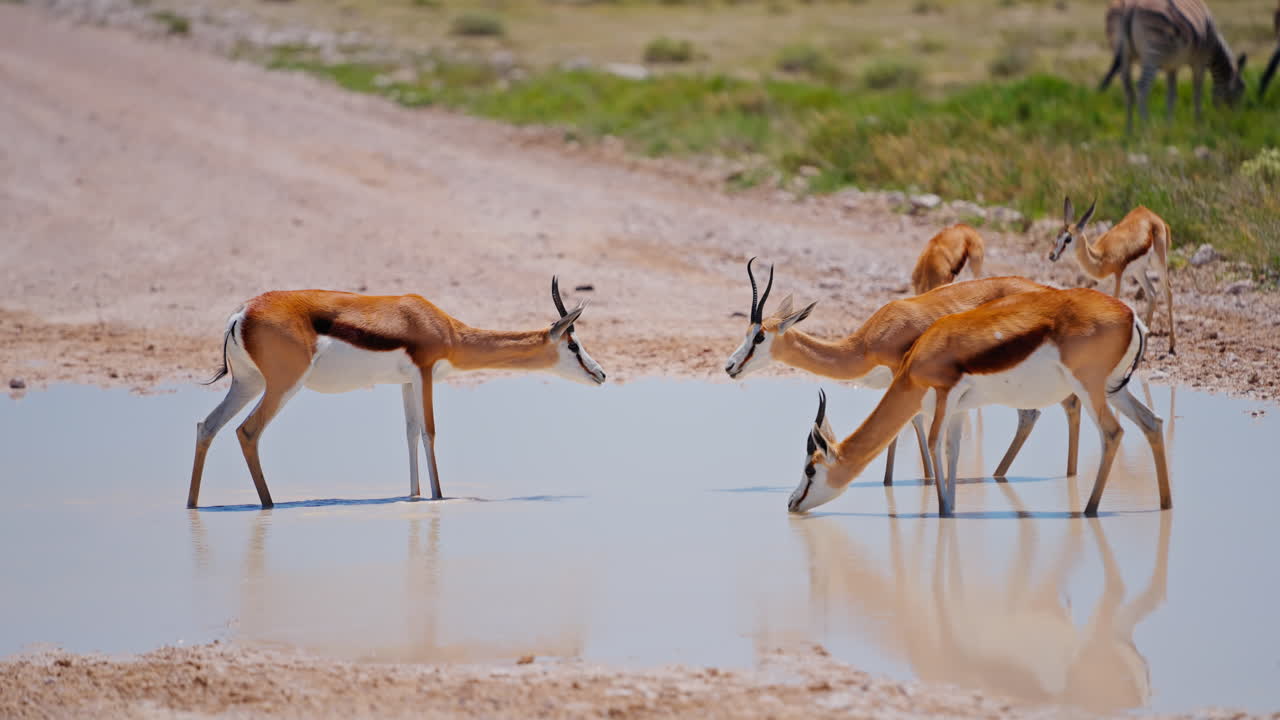 Springboks at a Waterhole