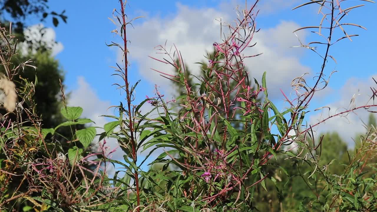 abeja de miel recolectando polen de flores silvestres rosas en un jardín cubierto en un día soleado de verano con una nube blanca en el fondo