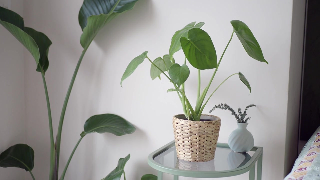Pianta di Monstera in vaso su un tavolino laterale di vetro.