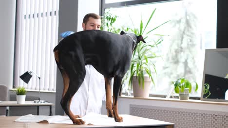 dog examination by veterinarian