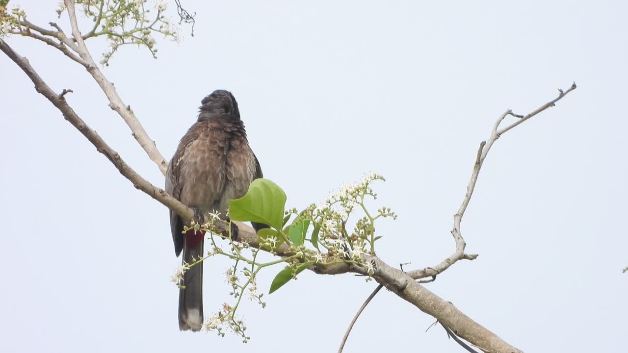 pájaro bulbul ventilado rojo en el árbol