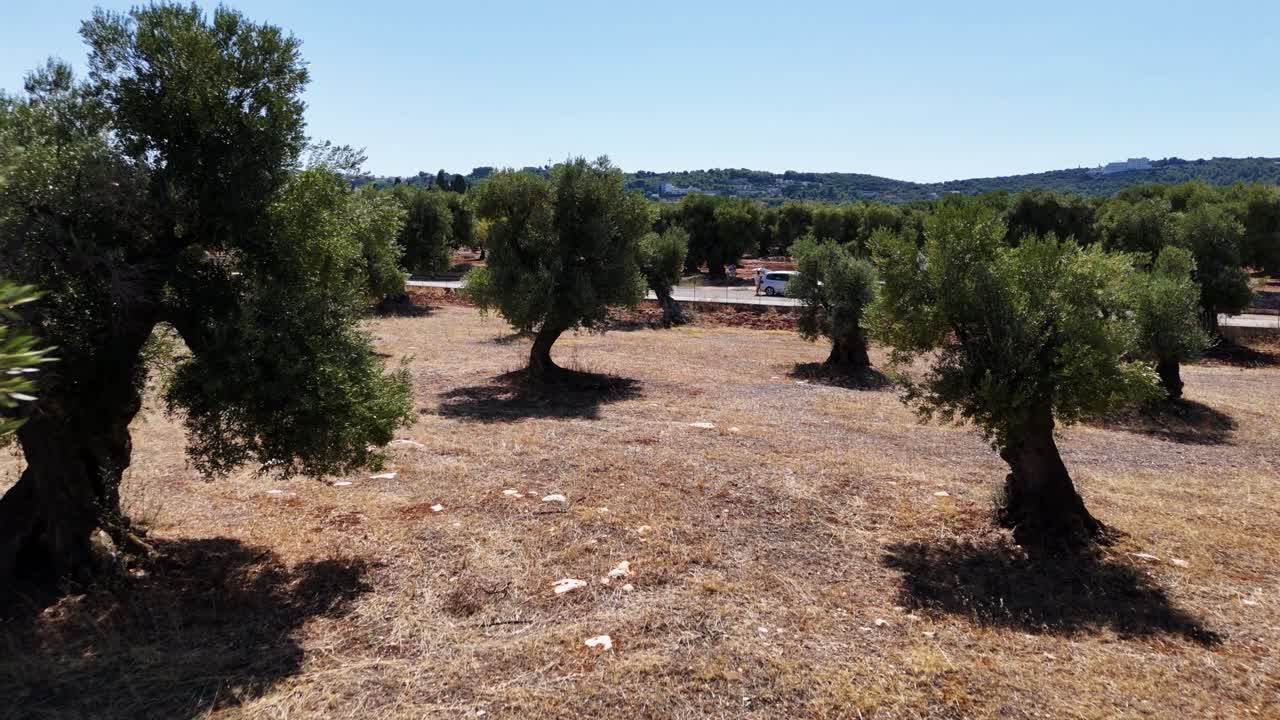 Green olive trees in hot terrain of Southern Italy, aerial view