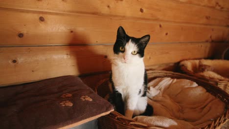 Imágenes-En-Cámara-Lenta-De-Un-Gato-Blanco-Y-Negro-Lamiéndose-La-Boca-Y-Luego-Girando-Y-Mirando-A-La-Cámara.