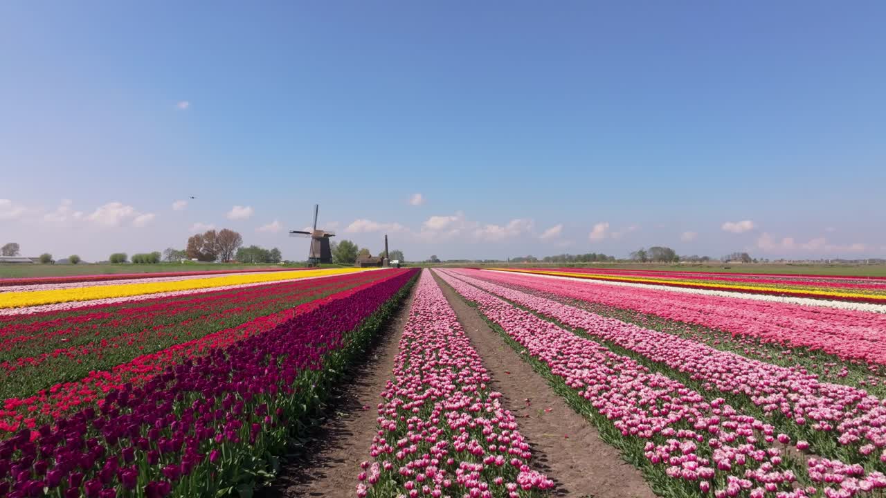 Vista aerea di un paesaggio agricolo suggestivo con tulipani e un tradizionale mulino a vento olandese