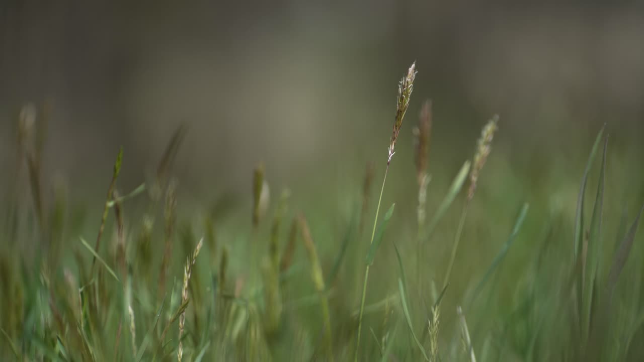 hierba verde en medio de un campo en los alpes italianos