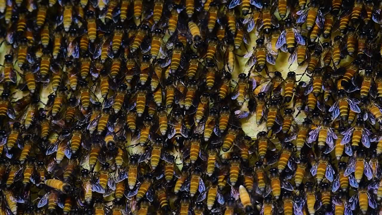 se sabe que las abejas melíferas gigantes construyen grandes colonias de nidos con bolsillos simétricos hechos de cera para almacenar miel como fuente de alimento.