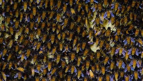 giant honey bees are known to build large colonies of nest with symmetrical pockets made of wax for them to store honey as their food source