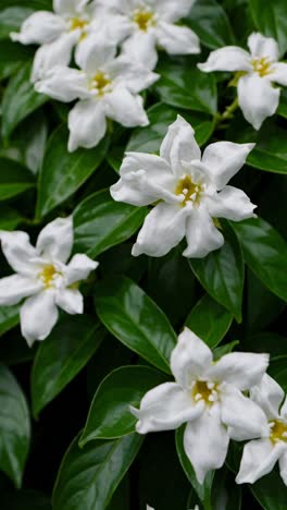 Close-up video shot of white flowers with lush green leaves, captured from a top-down angle