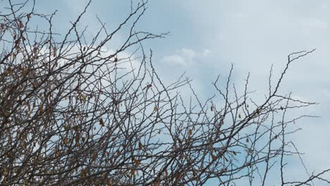 shot with a view of the withered branches of a bush against a bright blue sky