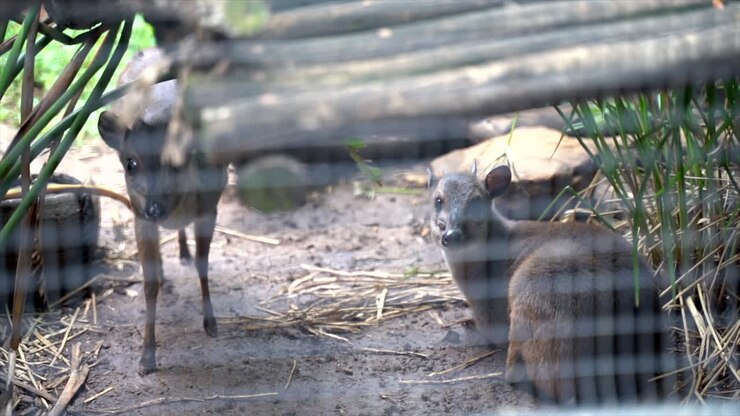 Duiker in un recinto che guarda la telecamera, inquadratura panoramica lenta da destra a sinistra