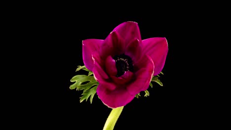 red anemone blooms on a black background, time lapse, alpha channel. 4k video. valentines day, mother's day, spring, holiday, love, birthday, easter concept