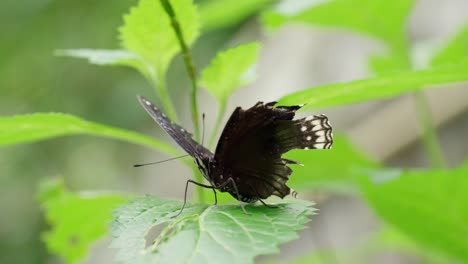 Black-butterfly-spreading-damaged-wings-on-green-leaves-in-nature-garden