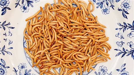 mealworms rotating blue white dish