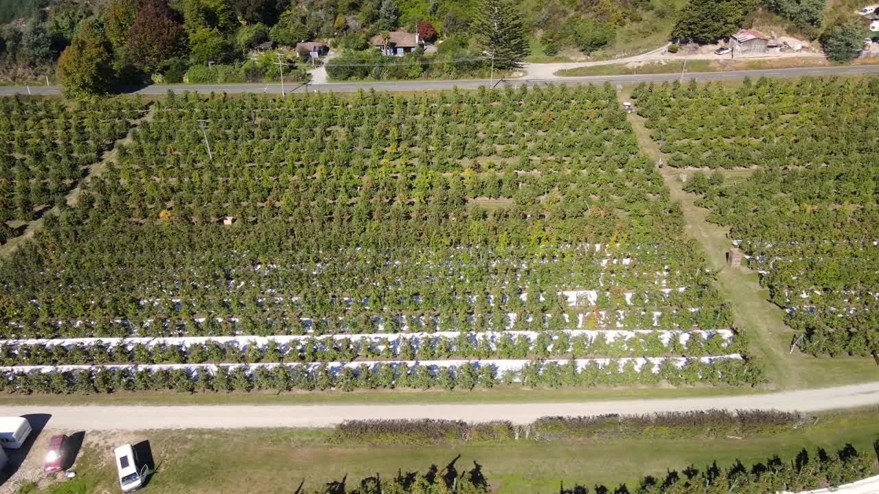 hermoso panorama aéreo del huerto de manzanas, día soleado