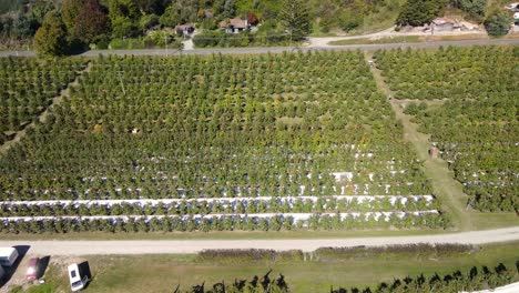 Beautiful-aerial-panorama-of-apple-fruit-orchard,-sunny-day