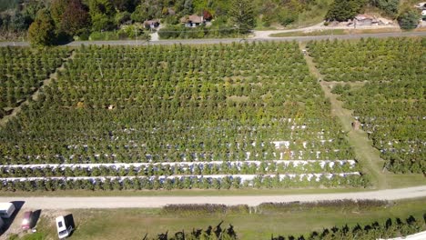 hermoso panorama aéreo del huerto de manzanas, día soleado