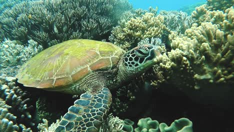 a green sea turtle on a tropical coral reef in the philippines