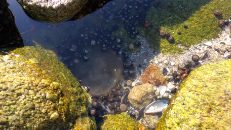 Cangrejos-Y-Vida-Silvestre-Aún-Atrapados-En-Las-Rocas-De-Un-Embarcadero-Del-Norte-De-California---4k-Todavía