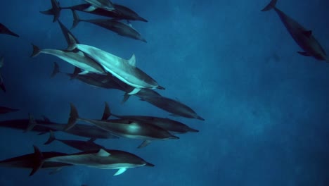 pod of dolphins swimming together under the deep blue ocean