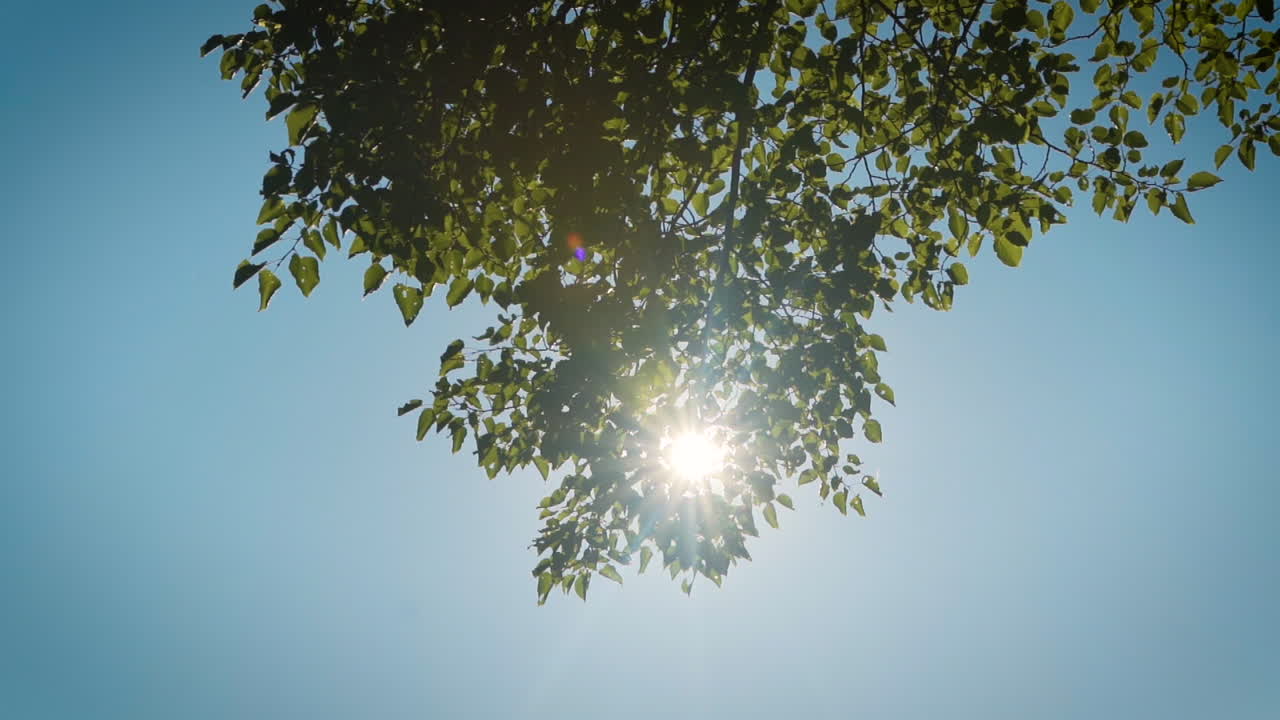 아름다운 날에 큰 푸른 나무를 통해 빛나는 태양