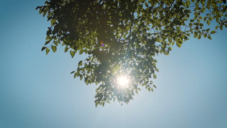 sun shining through a large green tree on a beautiful day