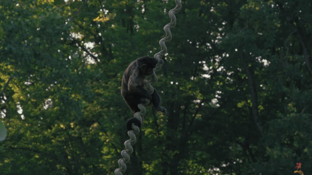 Capuchin monkey climbing a rope in a forested enclosure