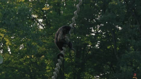 Capuchin-monkey-climbing-a-rope-in-a-forested-enclosure