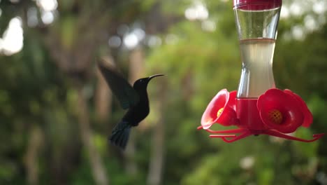 humming-bird flying and eating drinking nectar in slowmotion.