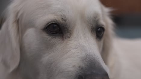 Ausdrucksstarker-Und-Aufmerksamer-Blick-Des-Golden-Retrievers,-Inklusive-Gähnen