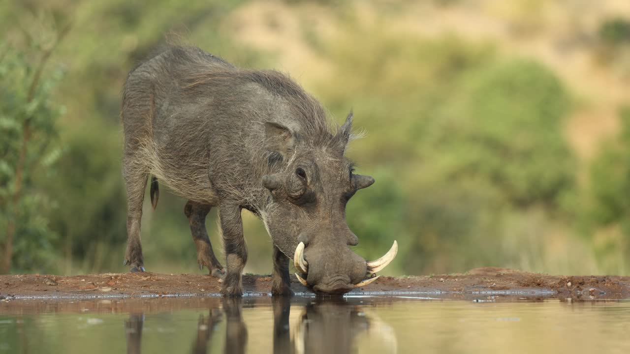 Primo piano di un facocero maschio che beve e si spaventa prima di correre fuori dall'inquadratura. Filmato da un'angolazione bassa nel Greater Kruger