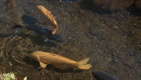 Lujosas-Carpas-Acuáticas-Peces-Koi-Nadando-En-El-Estanque-En-Un-Día-Soleado-En-Tokio,-Japón