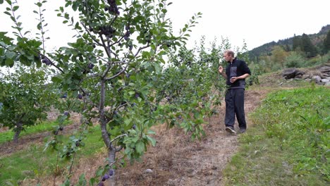 young man in black shirt walking in the garden and watching the growth of the fruits