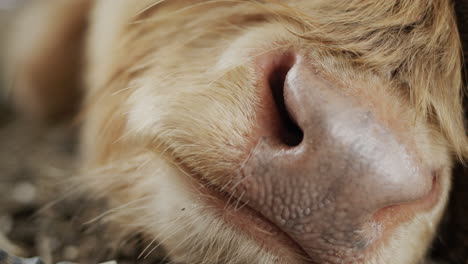 close-up of the nose of a goblet that is dorming on the ground