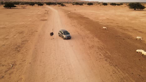 Luftaufnahme-Eines-Interessierten-Straußes,-Der-Sich-Einem-Safariauto-Mit-Saharaweißem-Oryx-Auf-Der-Gegenüberliegenden-Straßenseite-Im-Hai-Bar-Nationalpark-Nähert