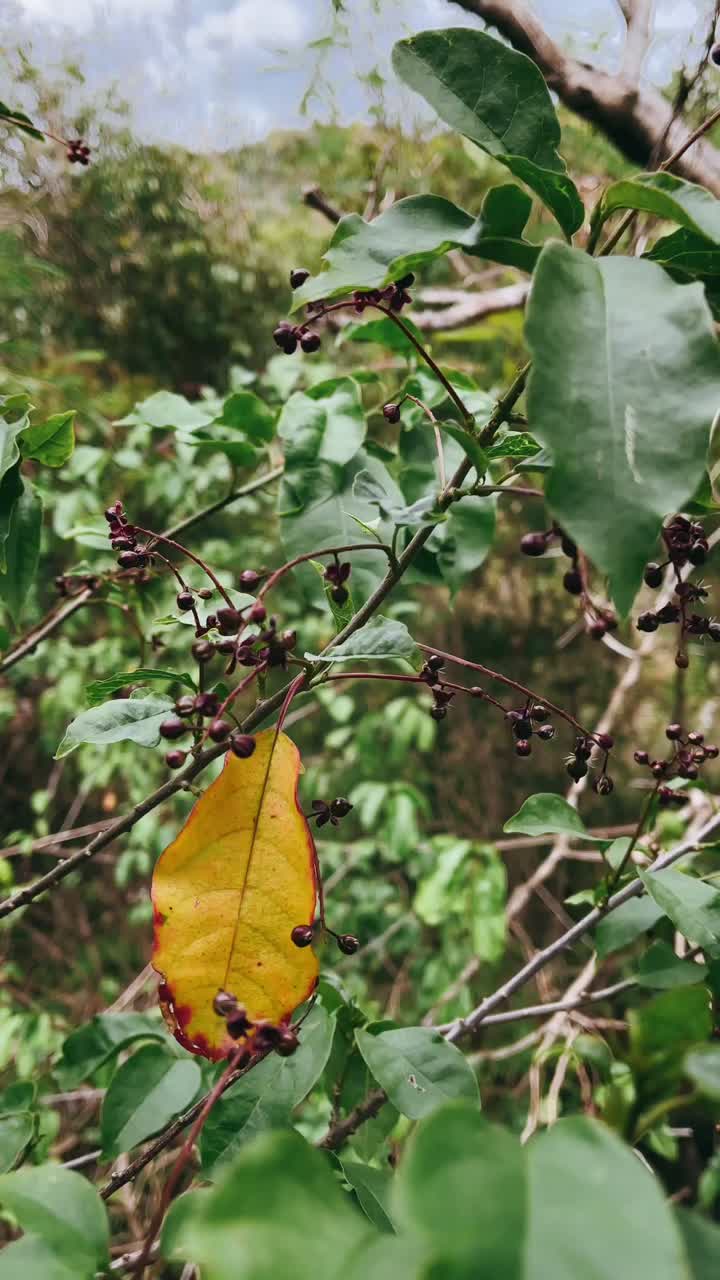Close-up of a plant with leaves and berries in a forest setting