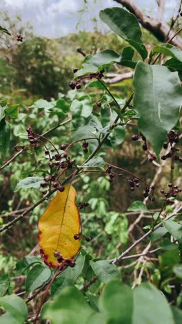 close-up of a plant with leaves and berries in a forest setting