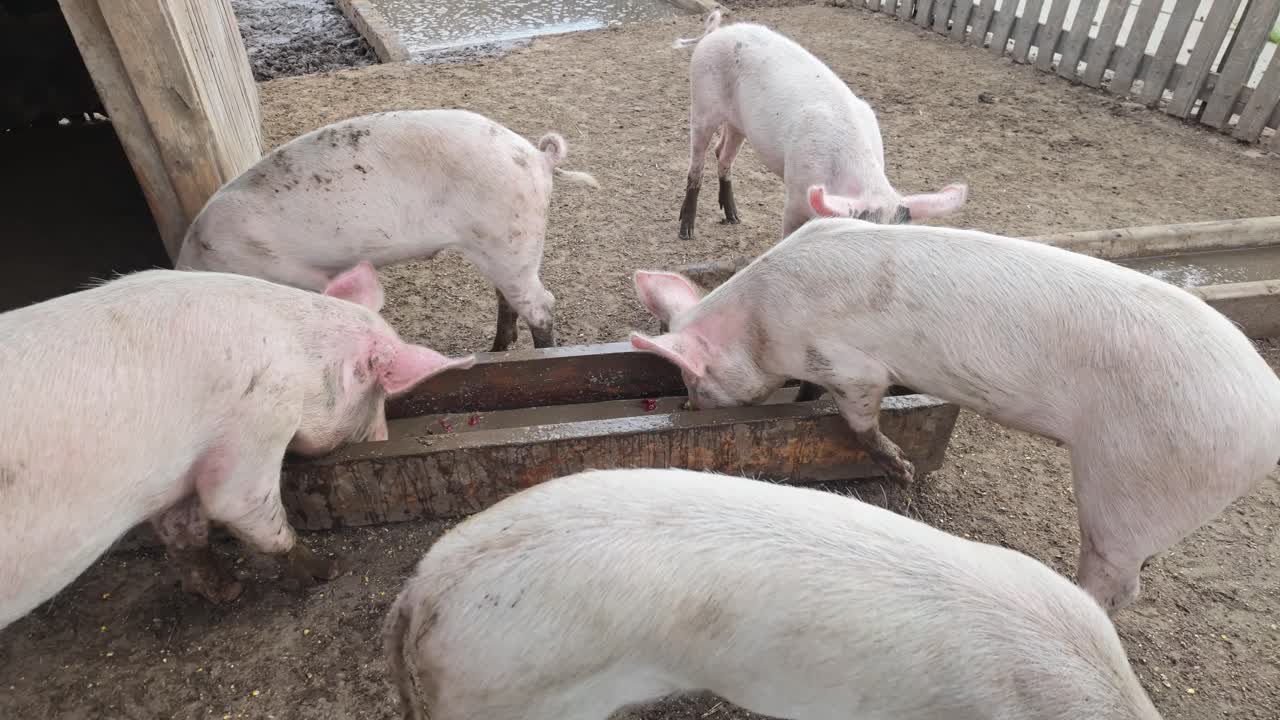 Close-up of dirty, hungry Hungarian domestic pigs eating swill from a trough