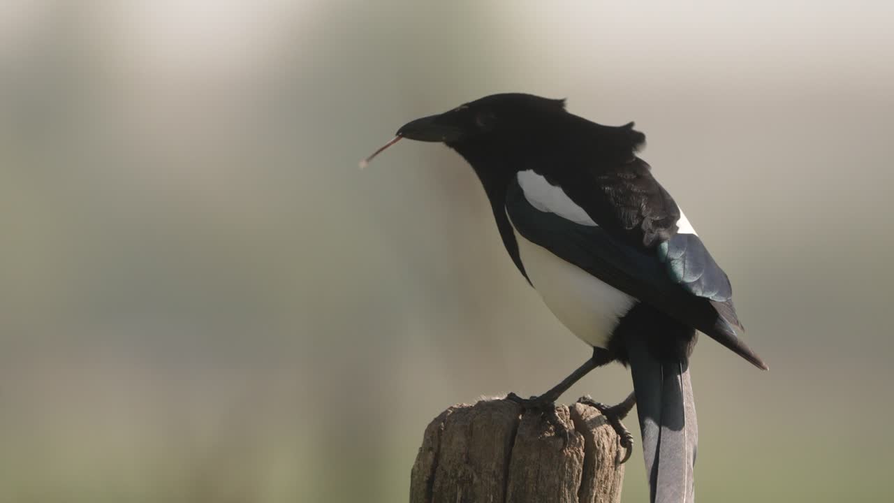 pájaro, urraca comiendo un ratón, posado en un poste de cerca