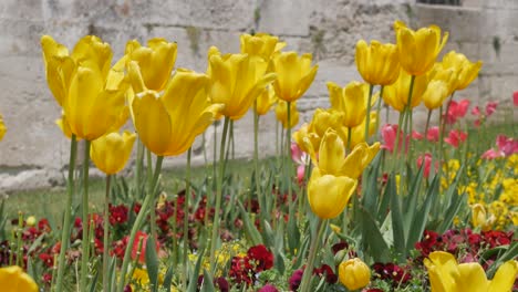 yellow tulips in a park on a sunny day in the city of istanbul