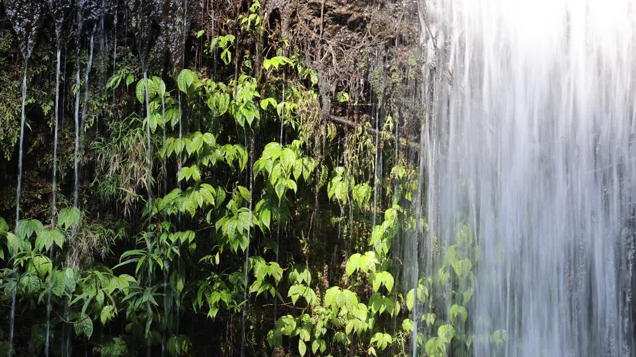 Cascading waterfall through vibrant greenery